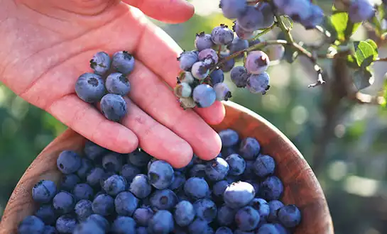 Blueberry Fertilizers: Managing Stress During Flowering and Fruit Set